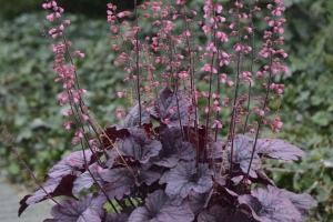 Heuchera 'Grape Timeless' New 2024